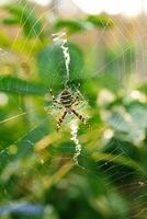 aranha argiope bruennichi em a rede dentro a jardim foto