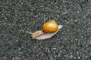 grande caracol de jardim com concha rastejando na estrada molhada, volte para casa foto