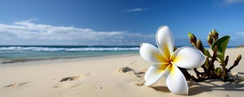 plumeria frangipani em tropical mar e de praia azul céu fundo, verão festivo tempo. generativo ai foto