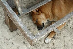 fechar acima vermelho cachorro estava dormindo alegremente em a areia em a de praia foto