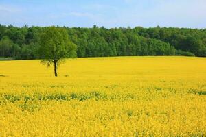 panorama uma Primavera campo do amarelo colza flores foto