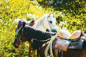 cavalo marrom branco fica na trilha de caminhada da natureza no parque nacional de lagodekhi. atividade de passeio a cavalo no lago black rock foto