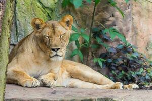 feminino leão dormindo e descansar foto