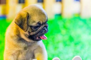 adorável bebê pug cachorro foto