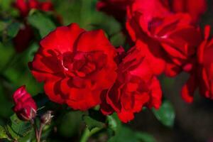 rosas vermelhas no jardim foto