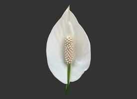 isolado branco aracear flor ou Paz lírio flor com recorte caminhos. foto