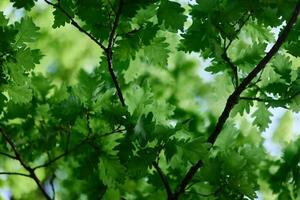 lindo fresco Primavera verde folhas do a carvalho árvore em a galhos contra a azul céu foto