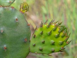 opuntia humifusa exibindo farpas em novo, verde crescimento. foto