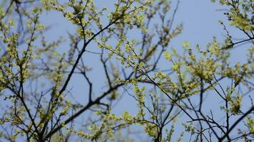 a fresco Novo folhas cheio do a bordo árvores dentro Primavera foto
