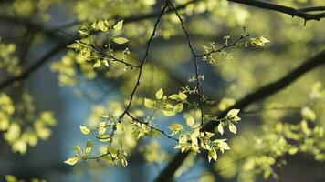 a fresco Novo folhas cheio do a árvores dentro a jardim dentro Primavera foto