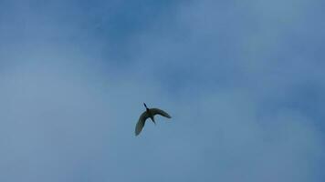 1 gaivota vôo dentro a céu com a Claro azul céu Como fundo foto