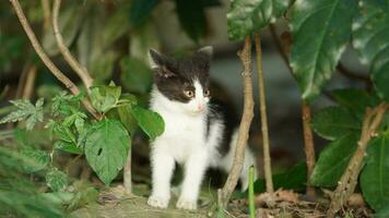 um adorável gato selvagem sentado no jardim para descansar foto