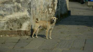 a visão do cachorro fofo com o estado adorável no quintal foto