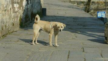 a visão do cachorro fofo com o estado adorável no quintal foto