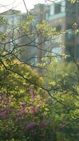 a fresco Novo folhas cheio do a árvores dentro a jardim dentro Primavera foto