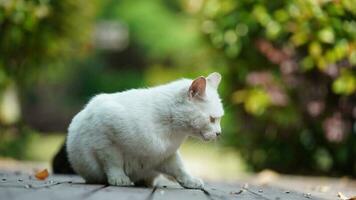 um gato fofo descansando no quintal foto