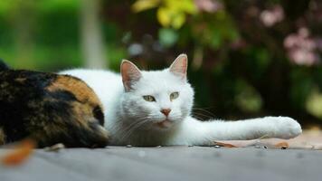 um gato fofo descansando no quintal foto