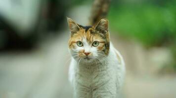 um adorável gato selvagem sentado no jardim para descansar foto