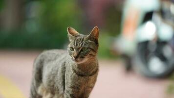 um adorável gato selvagem sentado no jardim para descansar foto