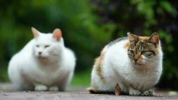 um adorável gato selvagem sentado no jardim para descansar foto