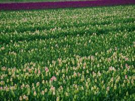 primavera na holanda foto