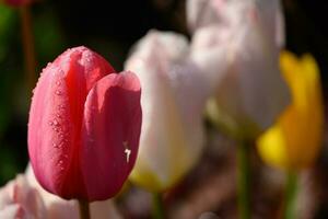 tulipas no jardim foto