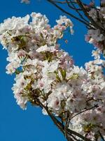 primavera na holanda foto