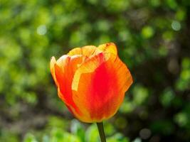 primavera na holanda foto