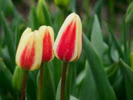 tulipas, dentro a Países Baixos foto