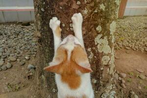 a turco furgão gato procriar afiar Está unhas em árvore ramo foto