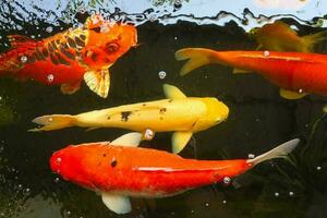 fechar-se do colorida koi peixe natação dentro a lago. foto