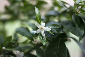 a decorativo mandarim árvore floresce belas e abundantemente em a janela. uma árvore dentro flores tangerina flor. foto