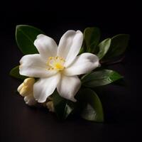 uma branco flor fez de a flor do jasmim ai gerado foto