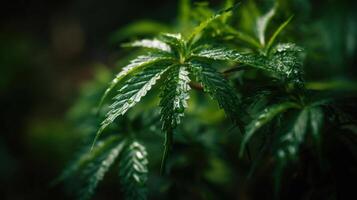molhado verde cannabis folhas generativo ai foto