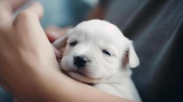 fofa pequeno cachorro em mãos. ilustração ai generativo foto