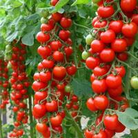 vermelho tomates dentro jardim. ilustração ai generativo foto