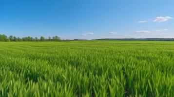 suculento verde campo. ilustração ai generativo foto