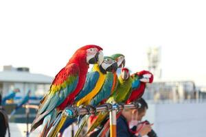 fechar acima do colorida escarlate arara papagaio animal poleiro em poleiro ramo com azul Claro céu fundo foto