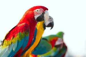 fechar acima do colorida escarlate arara papagaio animal poleiro em poleiro ramo com azul Claro céu fundo foto