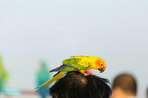 adorável lindo amarelo verde papagaio Sol conure em humano cabeça foto