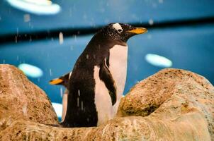 pinguins às a jardim zoológico foto