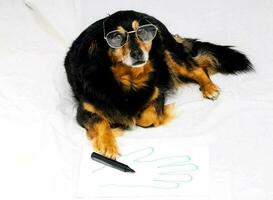 uma cachorro com óculos foto