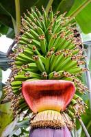 uma banana colheita foto