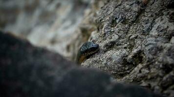 a serpente mentiras aquecendo em molhado pedras perto a água. foto