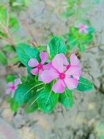 Rosa Tempo flor com natureza foto