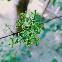 verde lindo pequeno fruta com natureza foto