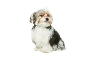 fofa maltês cachorro isolado em branco fundo foto