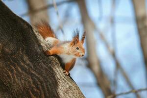seletivo imagem do vermelho esquilos comendo noz em de madeira toco foto