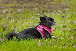 engraçado pequeno chihuahua cachorro tocam em a grama. foto