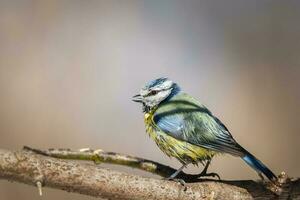 eurasian azul tit - cianistas Caeruleus foto